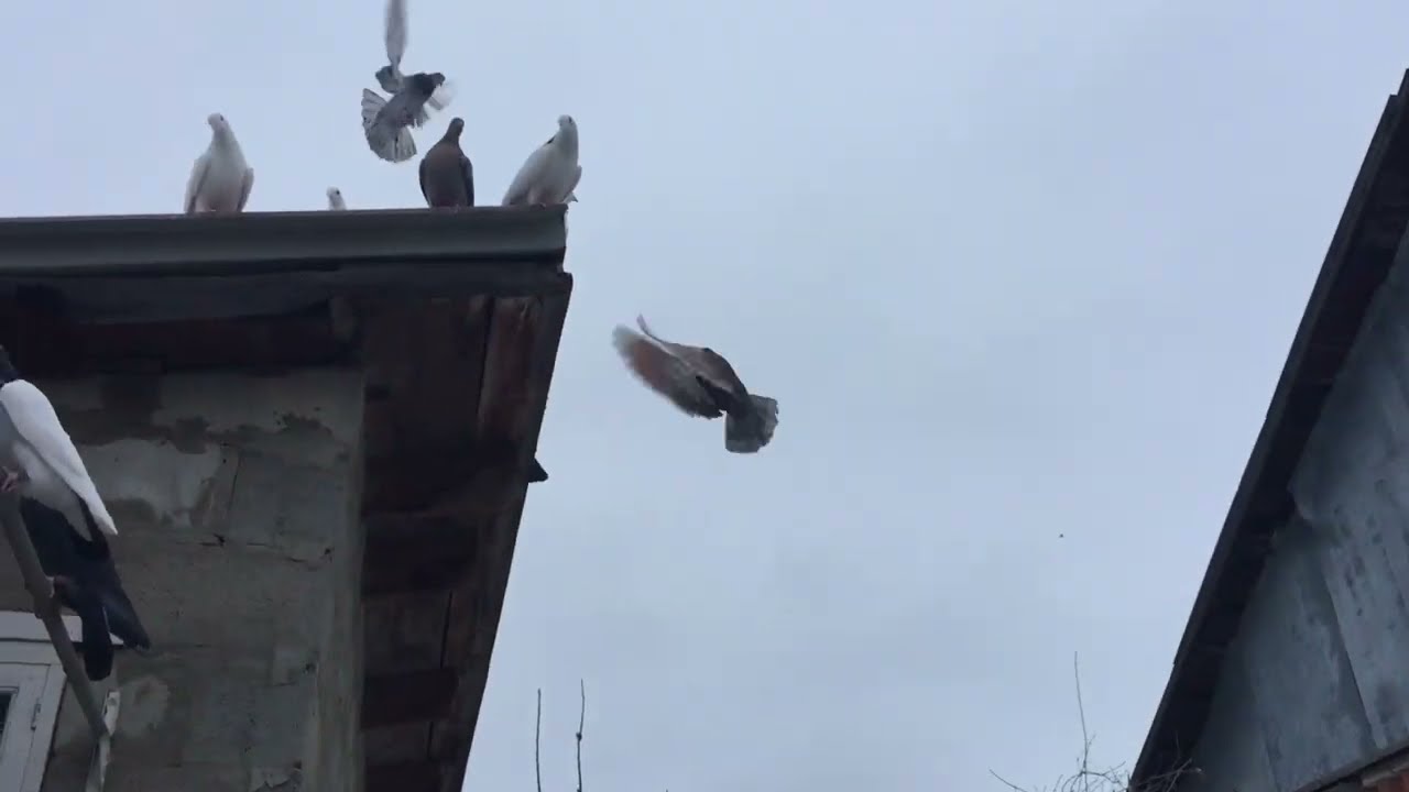 #Pigeons.Сбитень для голубей. 
