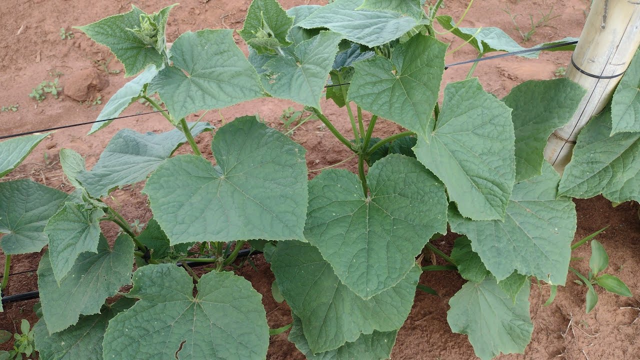 Lavoura de pepino plantado na fita @marcosbrugneroto