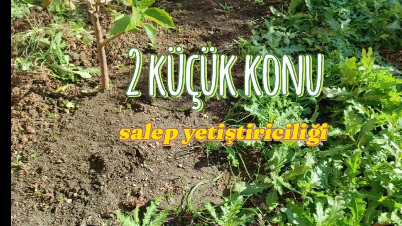 Salep yetiştiriciliğinde 2 küçük detay... Salep tarımı - salep yetiştiriciliği- salep