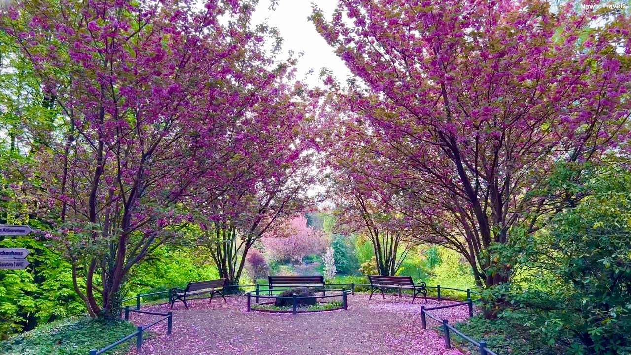 Rombergpark 🇩🇪 Walking Tour | (Cherry Blossom & Tulips & Birds Sounds)