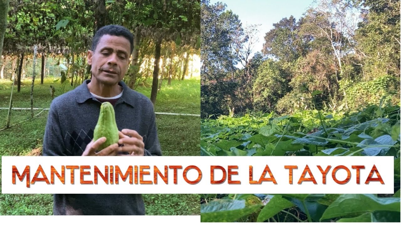 Mantenimiento y cosecha de tayota (chayote) *En Constanza con Jose Abreu.