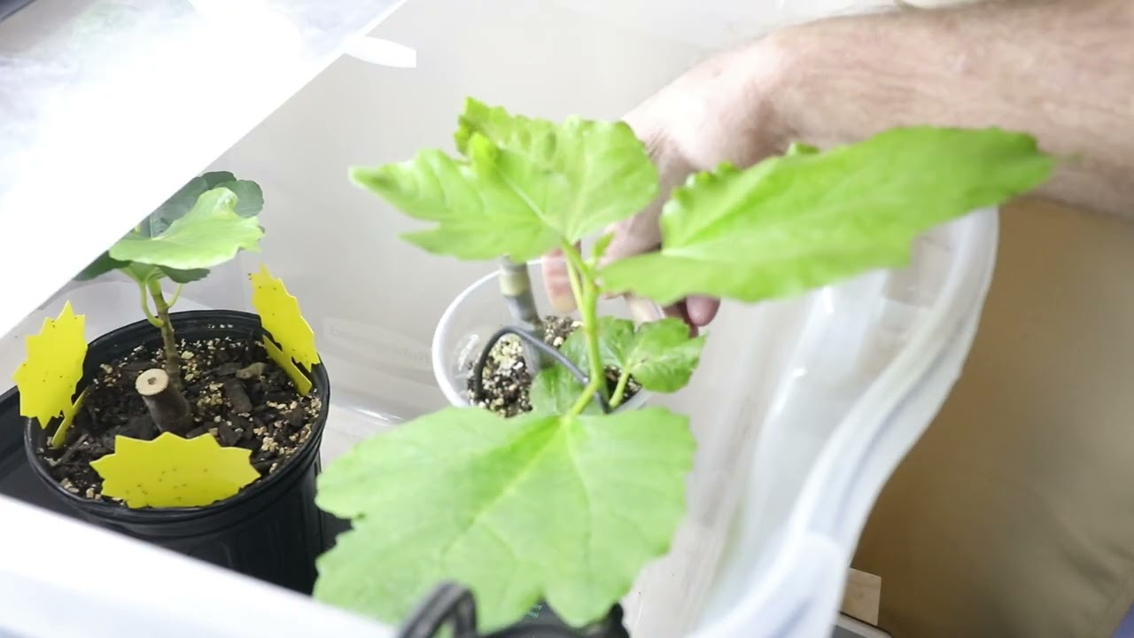 De La Roca Fig Tree Cutting Update