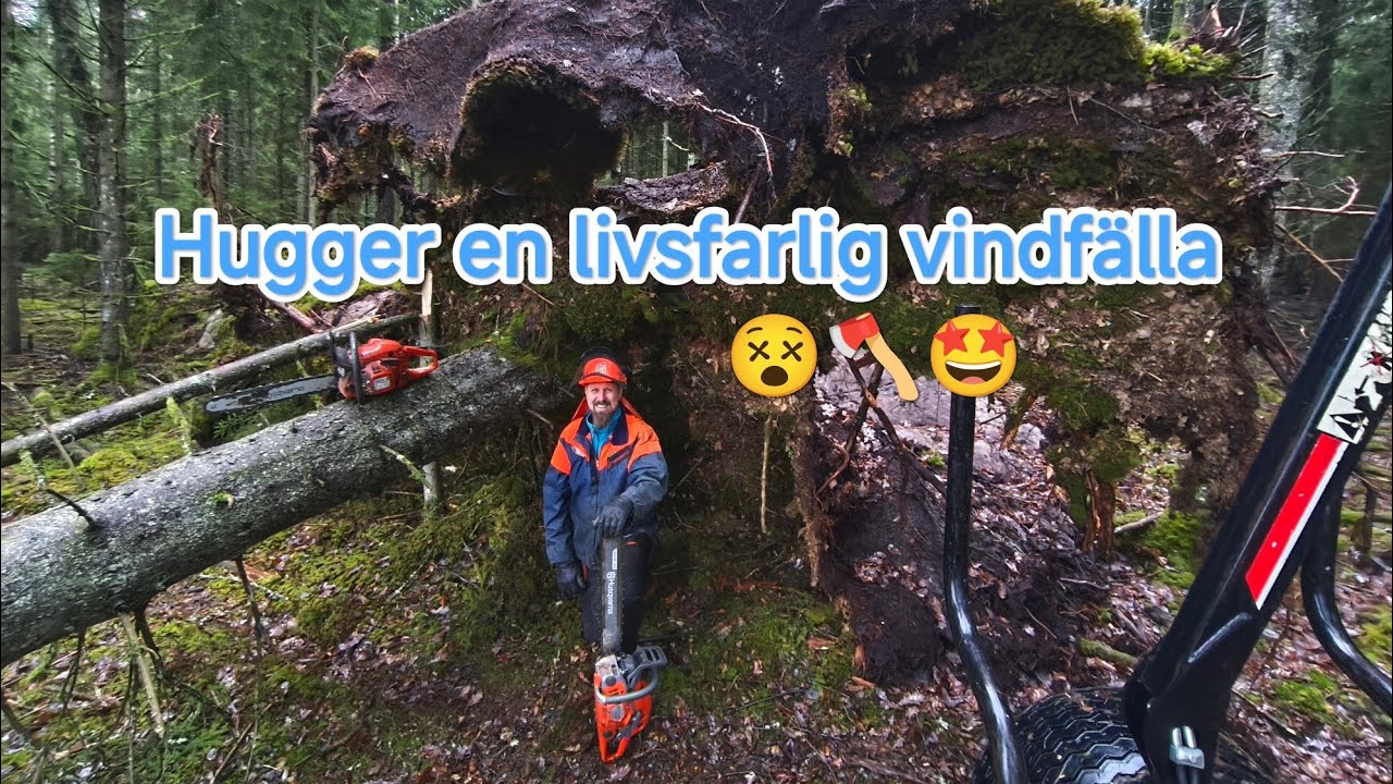 Hugger en livsfarlig vindfälla 