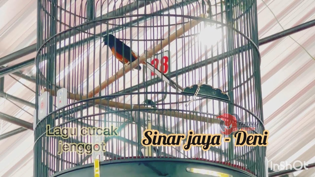 MURAI BATU SINAR JAYA - FULL ISIAN BIKIN MRINDING