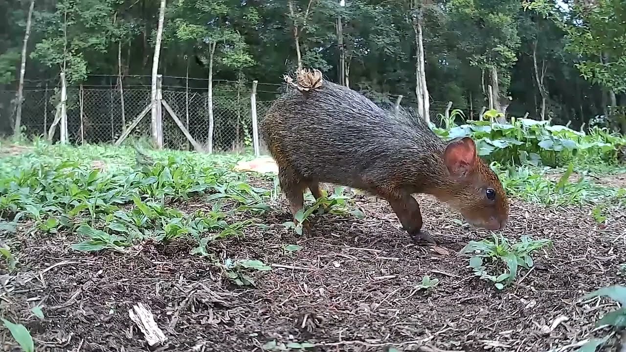 Cutia Mãe e Filhotes se Alimentando na Natureza (Sem Fala)