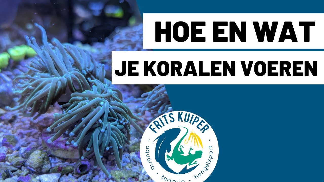 Koraal voer, waarom en welk voer past er bij uw koraal?
