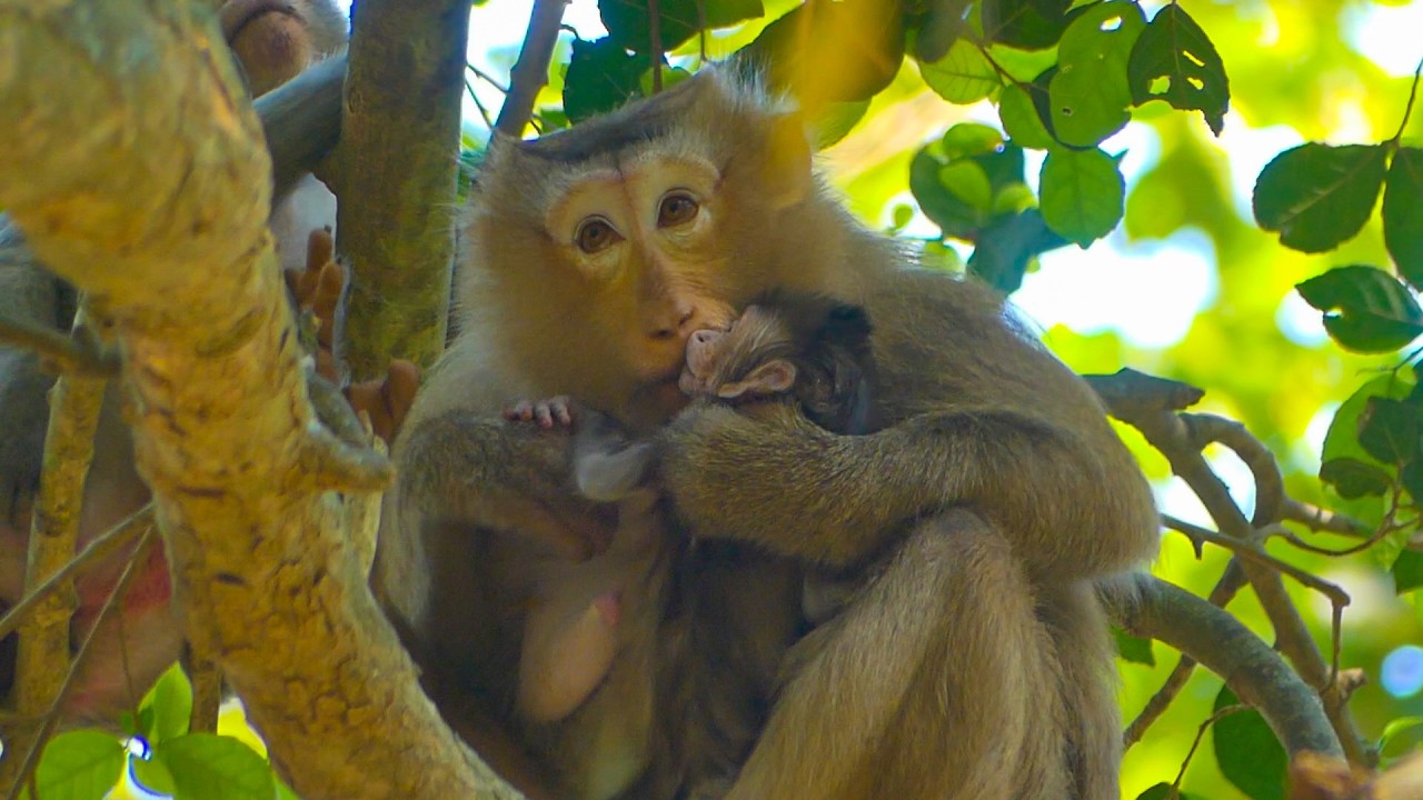 Mama Rose wants this tiny baby to go back to her mom, but she cuddles Rose tightly