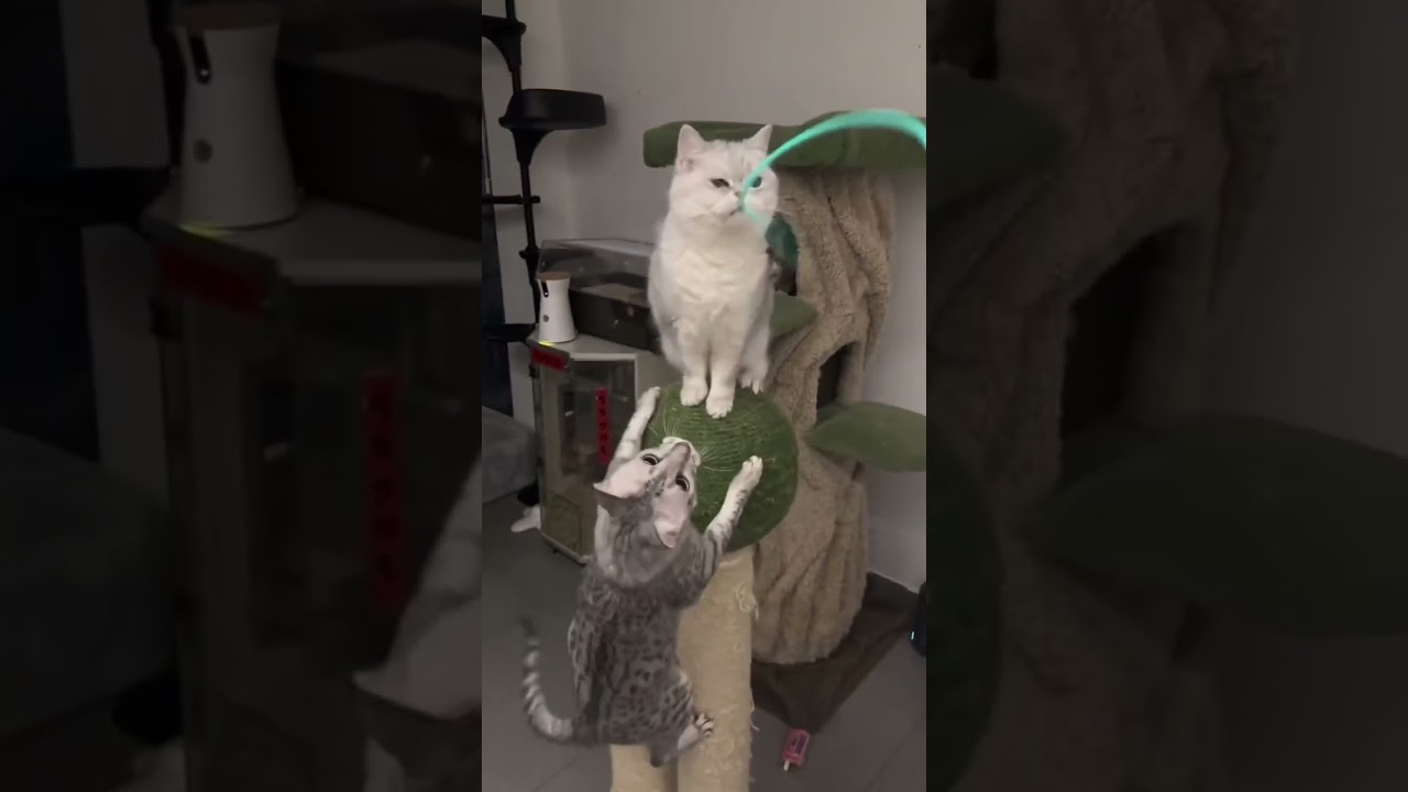 This bad cat is always bullying the other one#funny #petlovers #funnycats #cat #evil