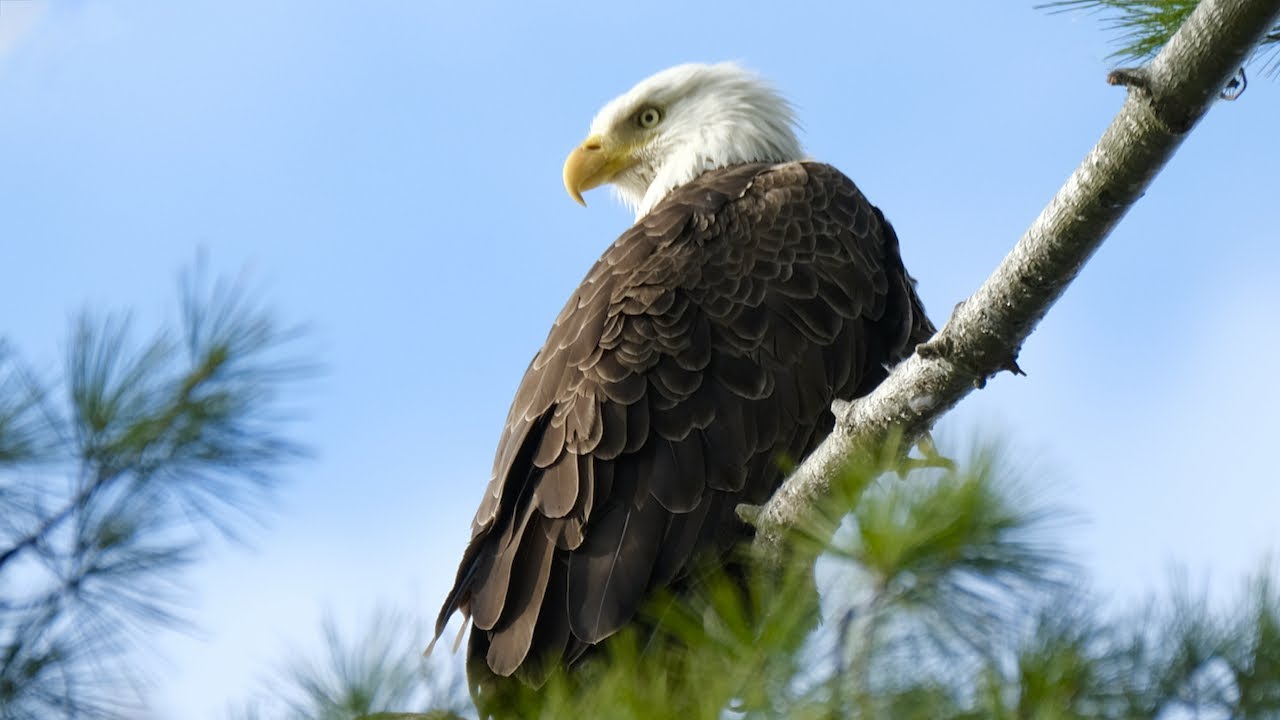 Bald Eagles Mating