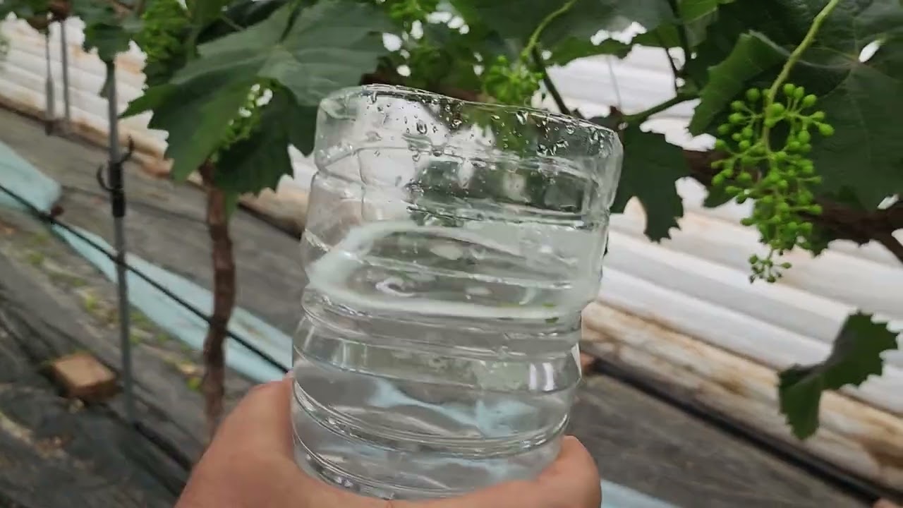 샤인머스켓 1차 더크리, 2차 풀메트로 지배레린 처리* 향과,당도* 이질감 없는 더 좋은 식감 으로 만들기 위한작업
