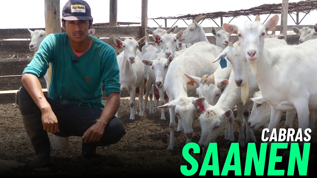 CABRAS SAANEN, la VERDAD sobre su PRODUCCI&Oacute;N LECHERA