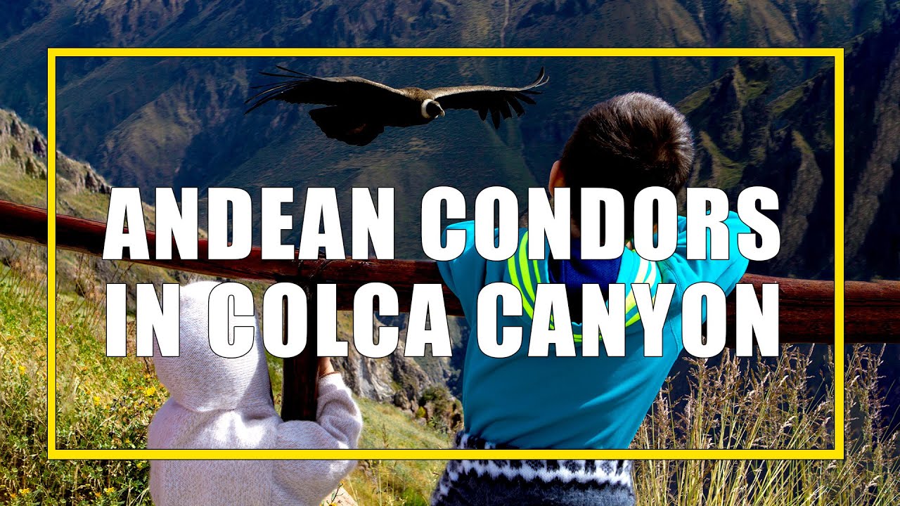 Andean Condors in Colca Canyon, Peru