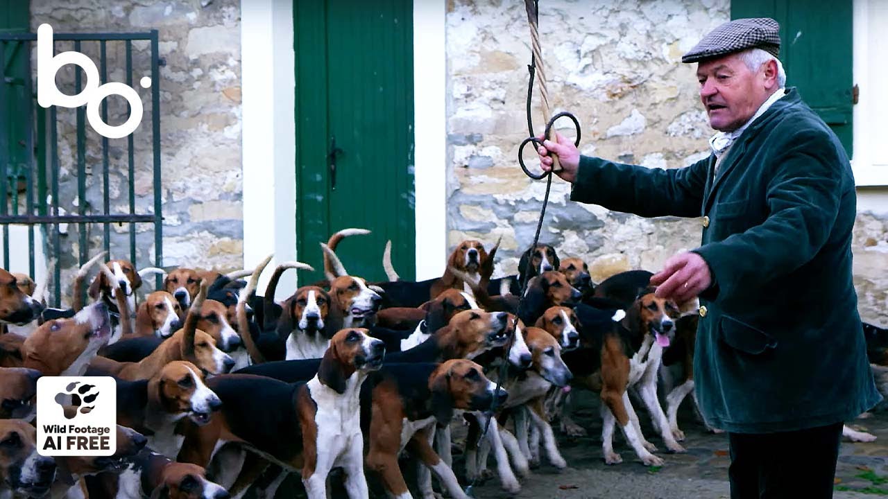 Охотничья Собака: Когда Просыпается Инстинкт Волка | Природа | Выживание | Дикий Мир