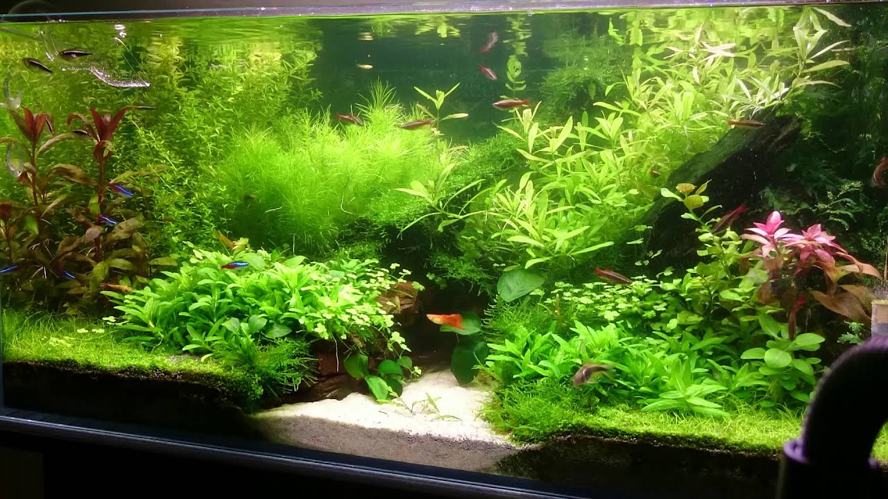 Dluga Stabilizacja, Delikatność akwarium na ziemi ...