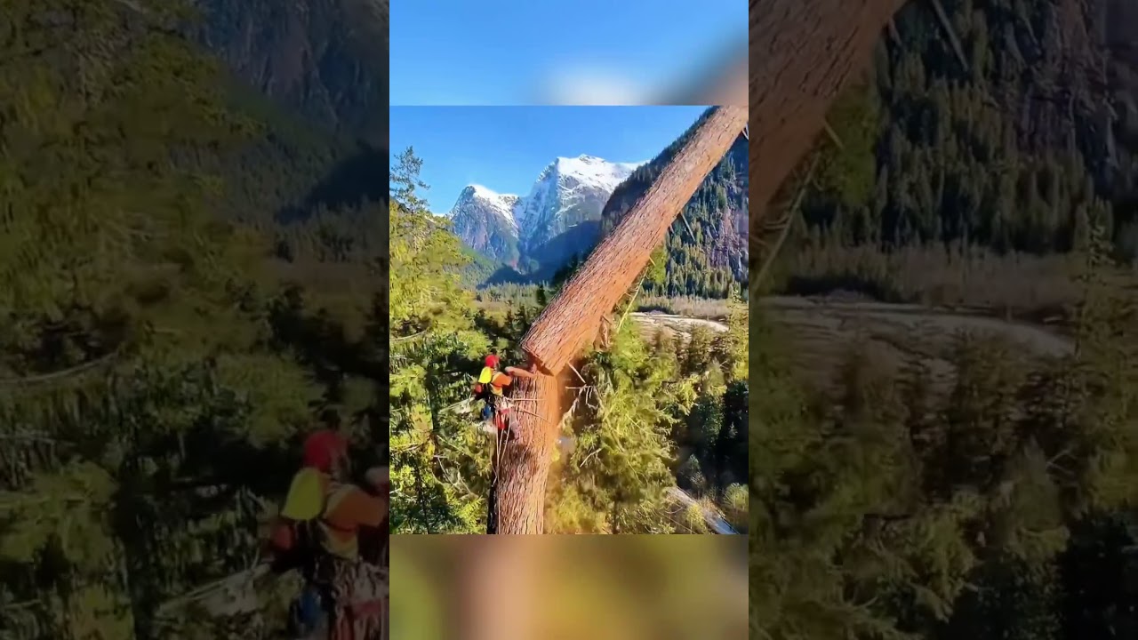 Tree cutting gone wrong😅🥹#tree#cutting#fail#fyp.