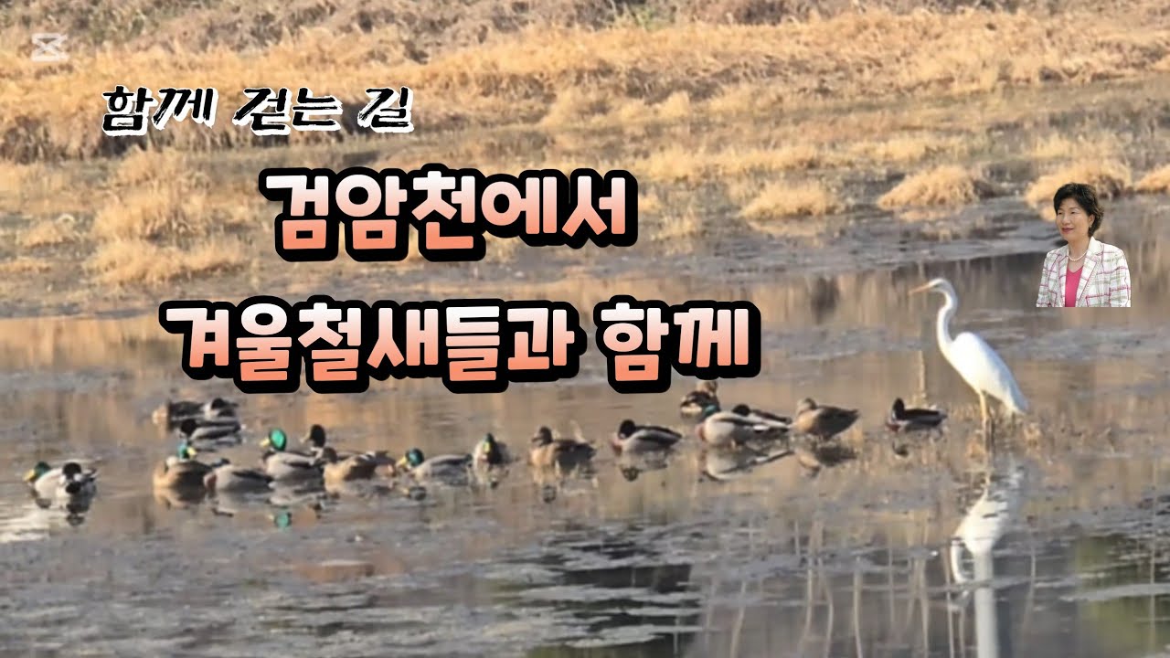 검암천에서 새들과 놀다! 함께 걷는 길