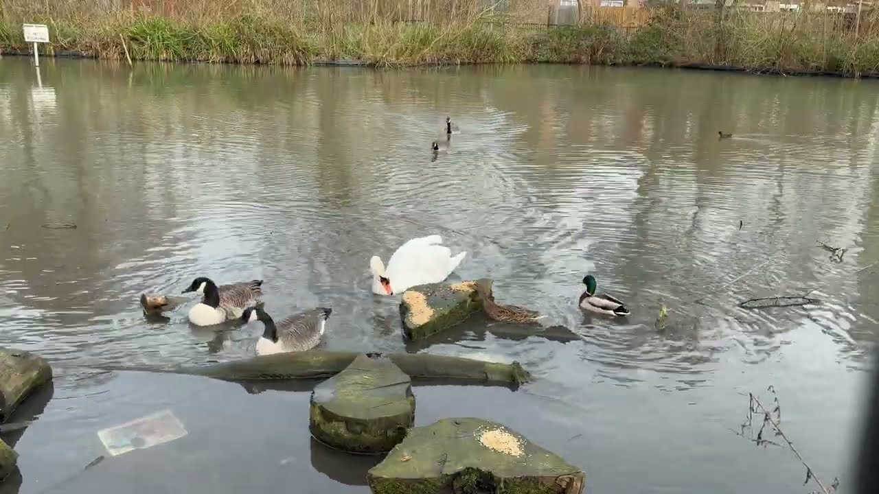 Mute Swan: Mama Widow 