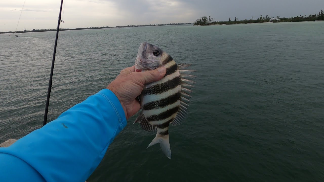 Pompano Bridge Fishing Try With JC Rad Reeling. Hectic.👍