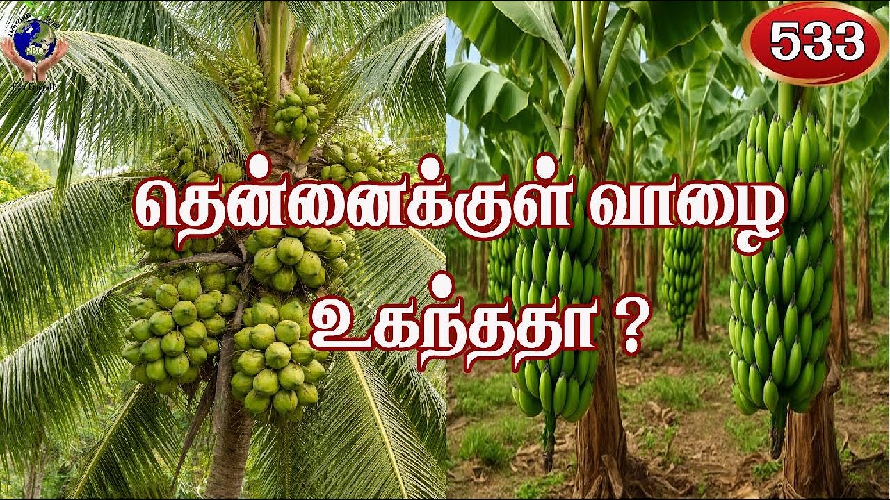தென்னைக்குள் வாழை உகந்ததா🤔❓Is growing bananas among coconut trees suitable🌴#fyp #music
