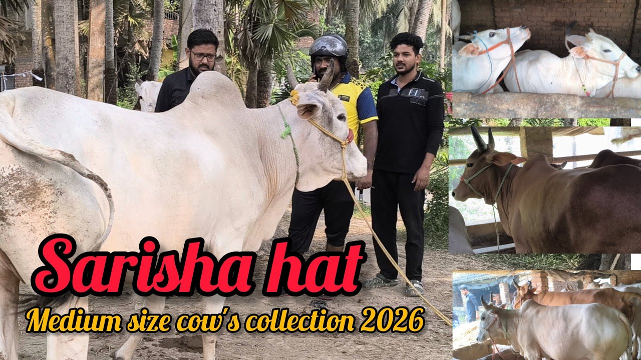 Medium size cow's 2026 Sarisha hat @wahidvlogs9234 #exclusive #kolkatacowvlog #cowvideos #viral