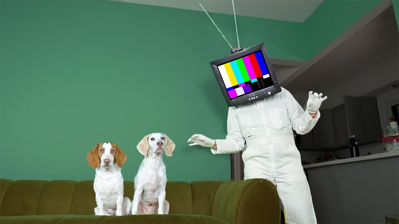Dogs vs TV Head in Real Life Prank: Funny Dogs Maymo & Potpie Find out if TV HEAD is Real!