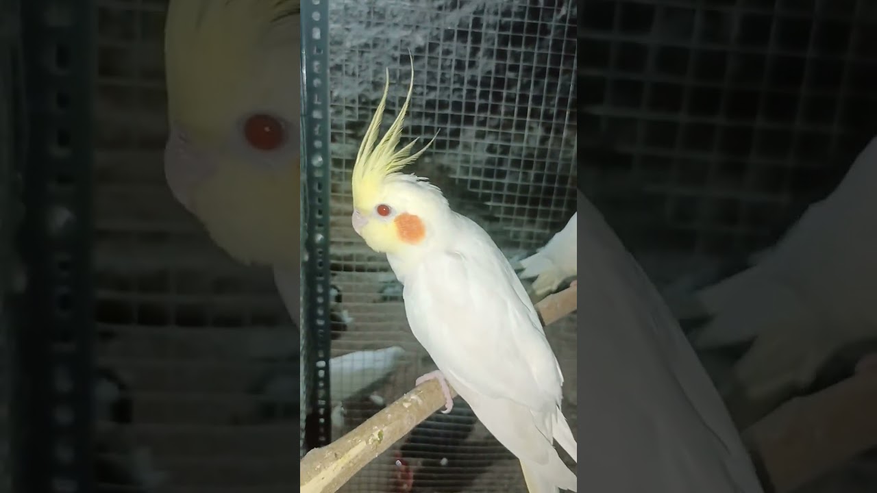 cockatiel pairs #cockatiellovers #cockatielbreeding #cockatiel #shorts #kantarashorts