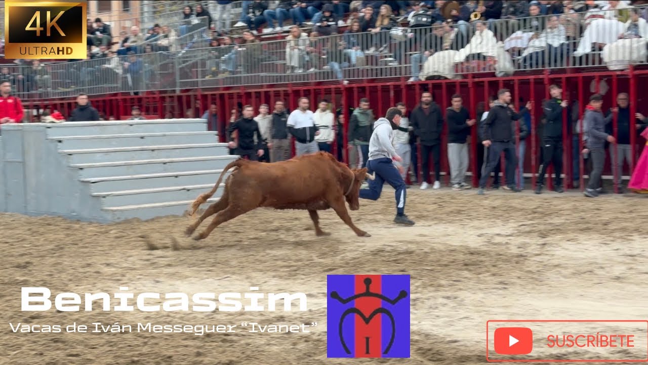 Benicàssim‼️ // Tarde de Ivan Messeguer🐂 // 4K Video // 25-01-2026