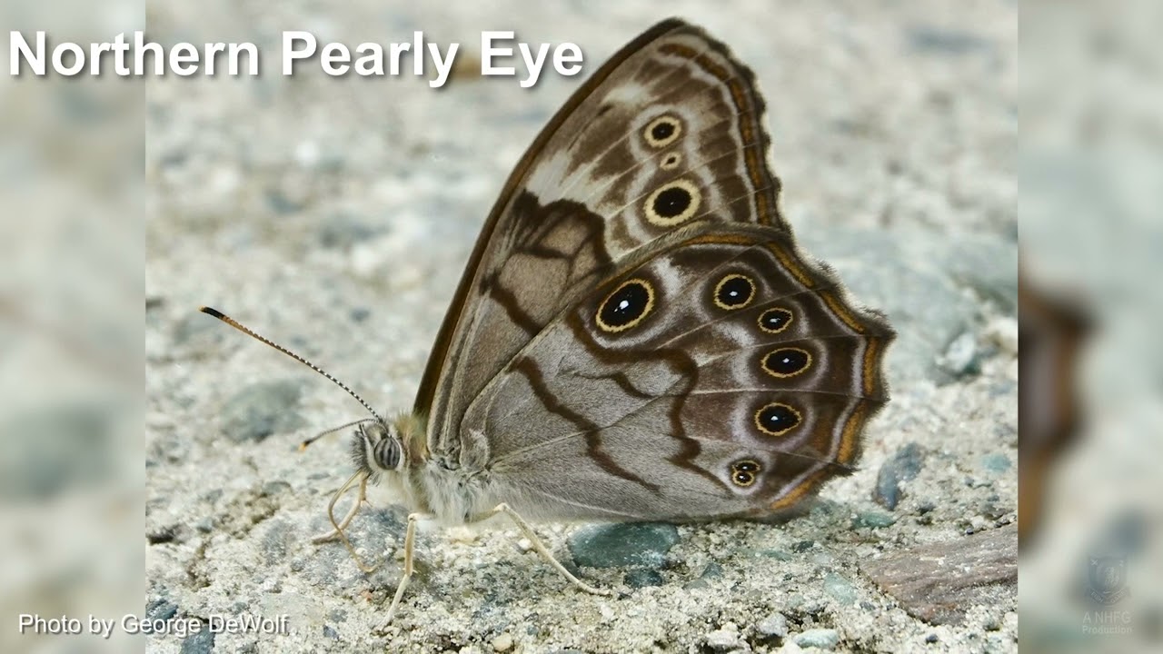 Northern Pearly Eye