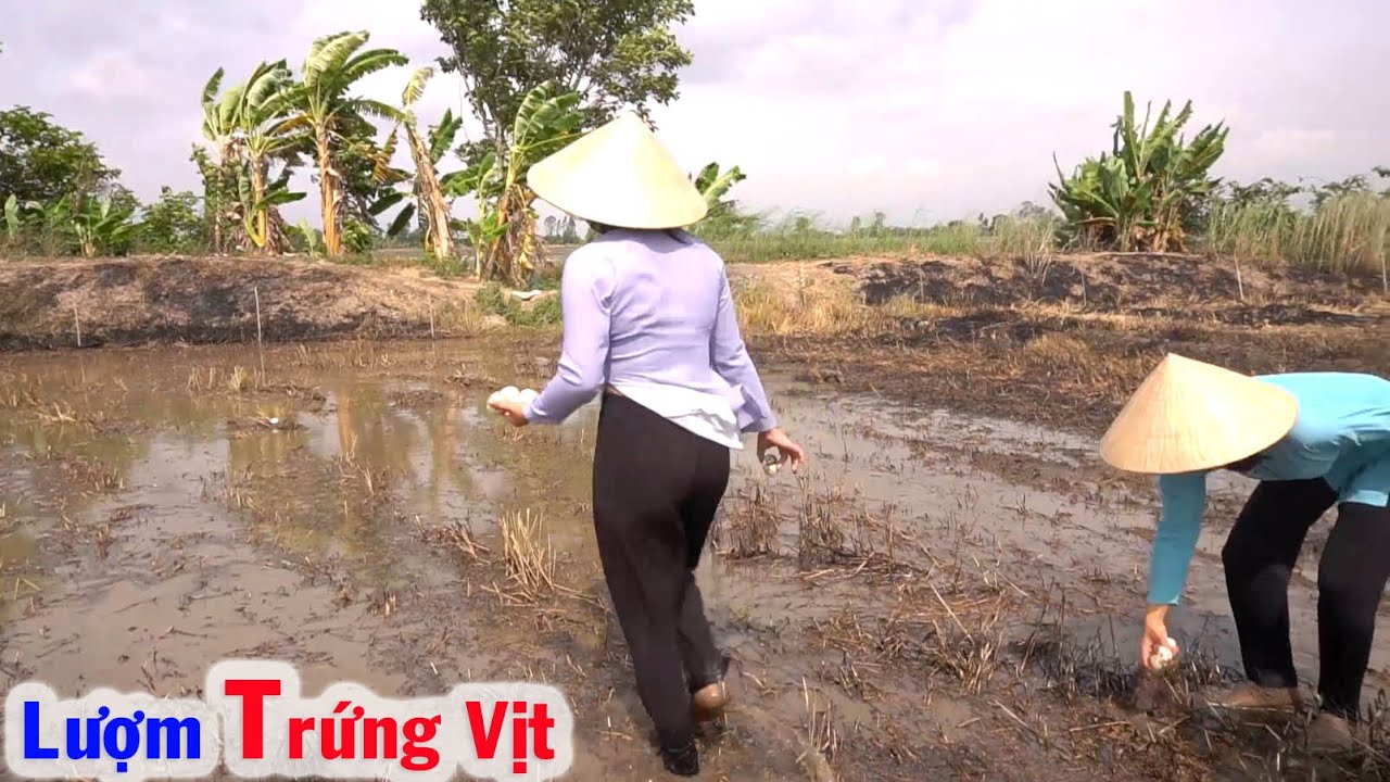 Lượm Trứng Vịt Chạy Đồng và Mua Trứng Vịt Giá Sĩ tại Ruộng bán Giá Lẻ cho Bà Con #66