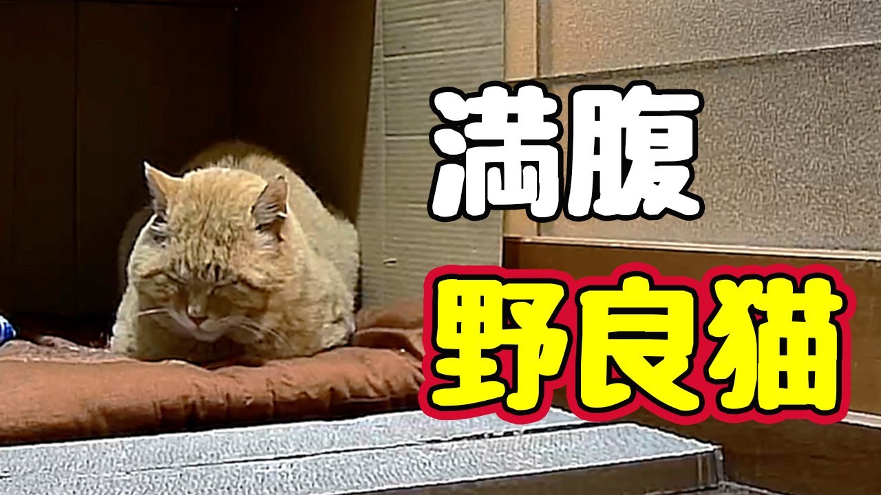 眠たくなったみたいです 【野良猫】
