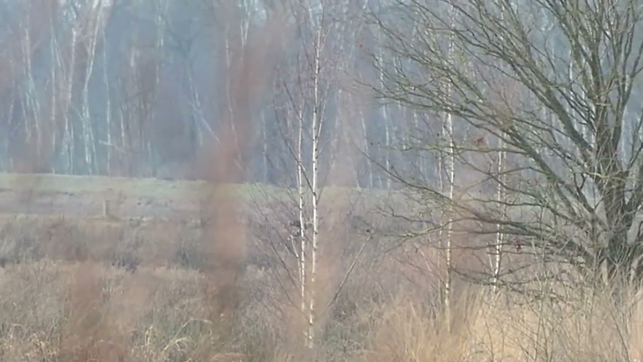 Rondje door Deurnsche Peel op zaterdag 31 januari 2026