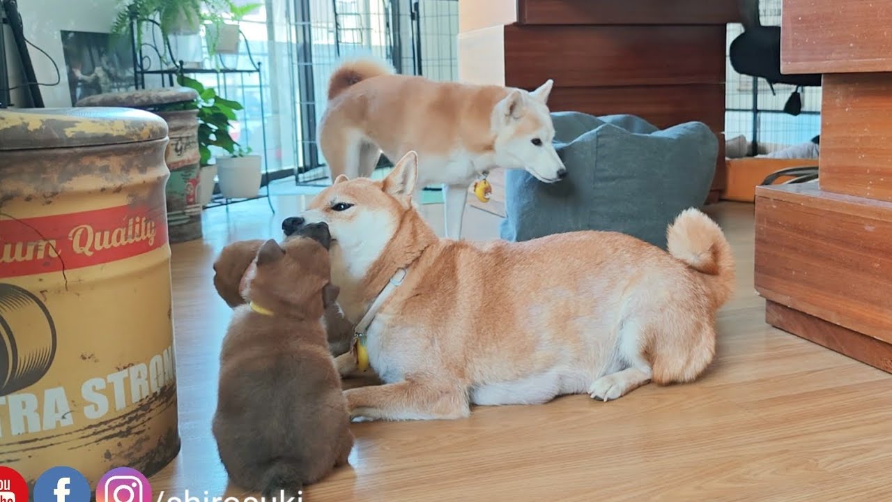 Much adorbs
