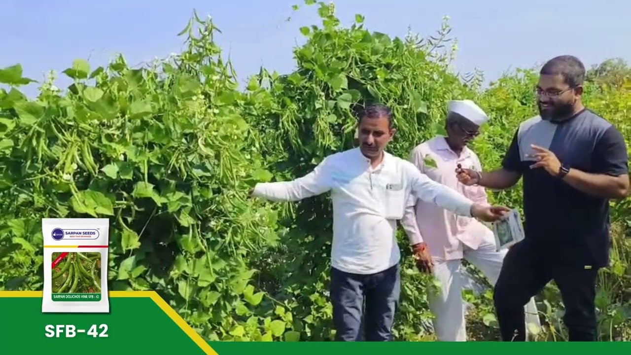 #farmersuccess SFB 42 Dolichos #Seeds | संकरित डोलिचोस - 42 बियाणे  #farming call 8884448098
