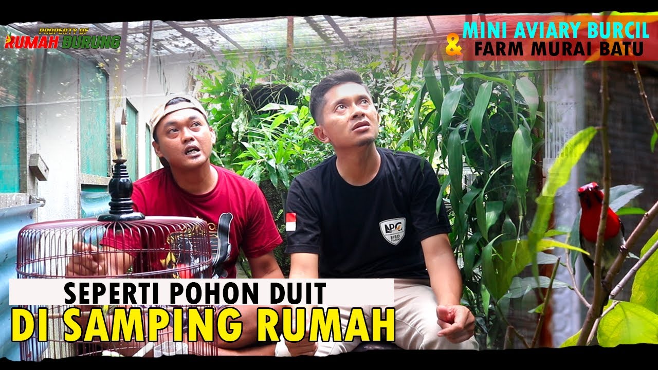 SEPERTI POHON UANG DI SAMPING RUMAH-FARM MURAI BATU DAN MINI AVIARY BURCIL NEKAD DIPERMANENKAN