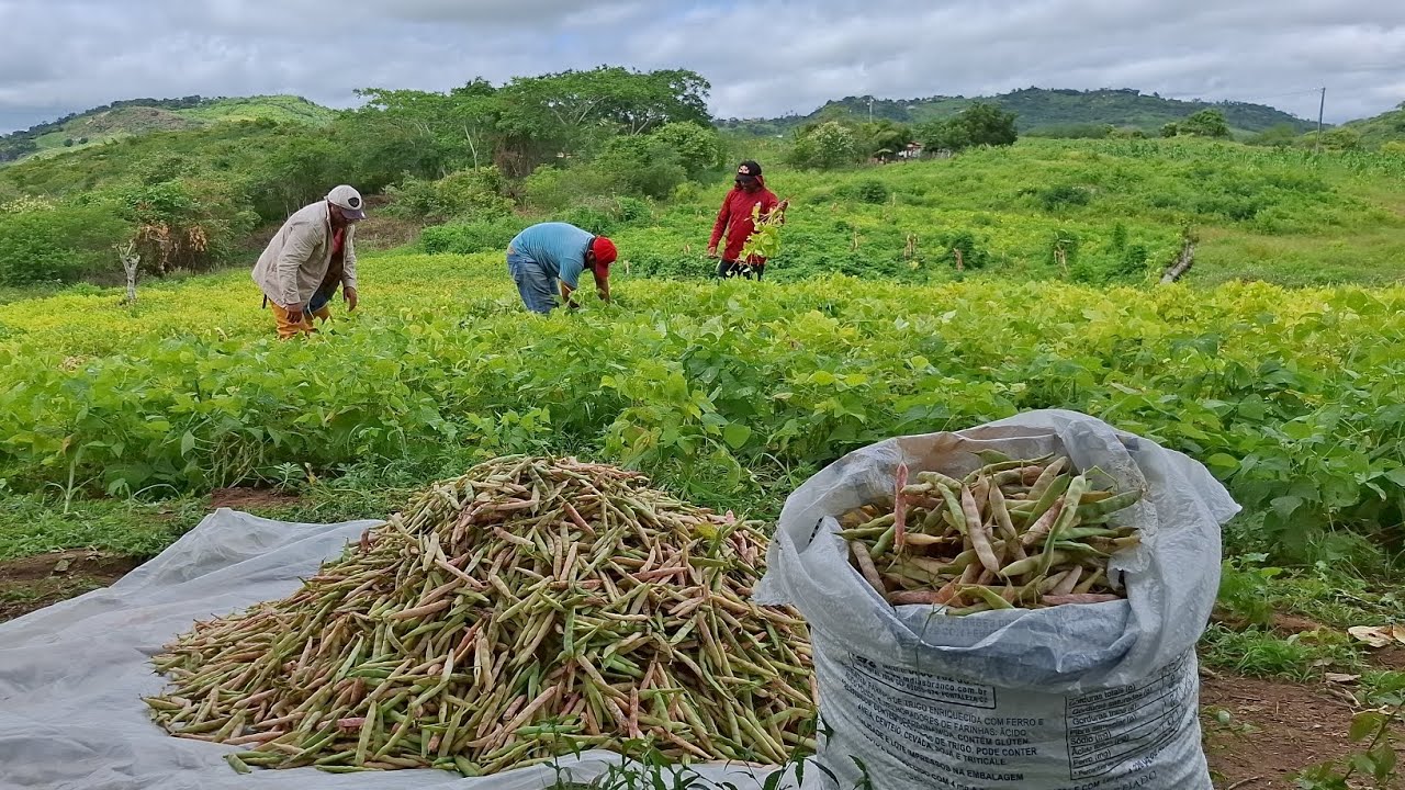 Fizemos um multirão na colheita de feijão de arranca maduro na região nordeste 🇧🇷 