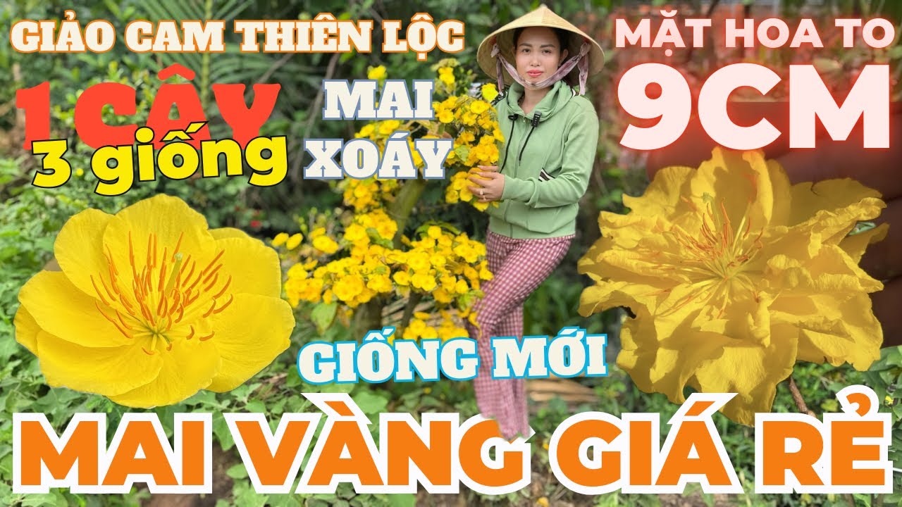 10-03 CHỊ CẨM Giao Lưu Mai Vàng Giá Rẻ, Cam Thiên Lộc, Giảo Ông Thầy, Giảo Đọt Đỏ, Đại Hồng Phát