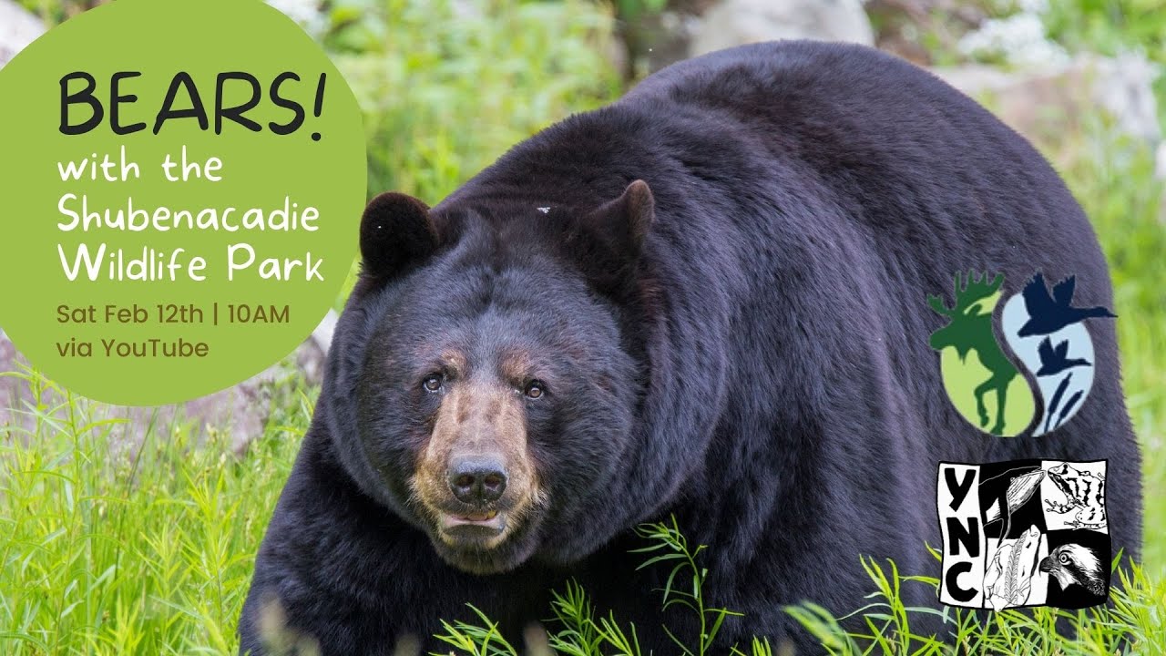 Creature Feature: Bears! with the Shubenacadie Wildlife Park