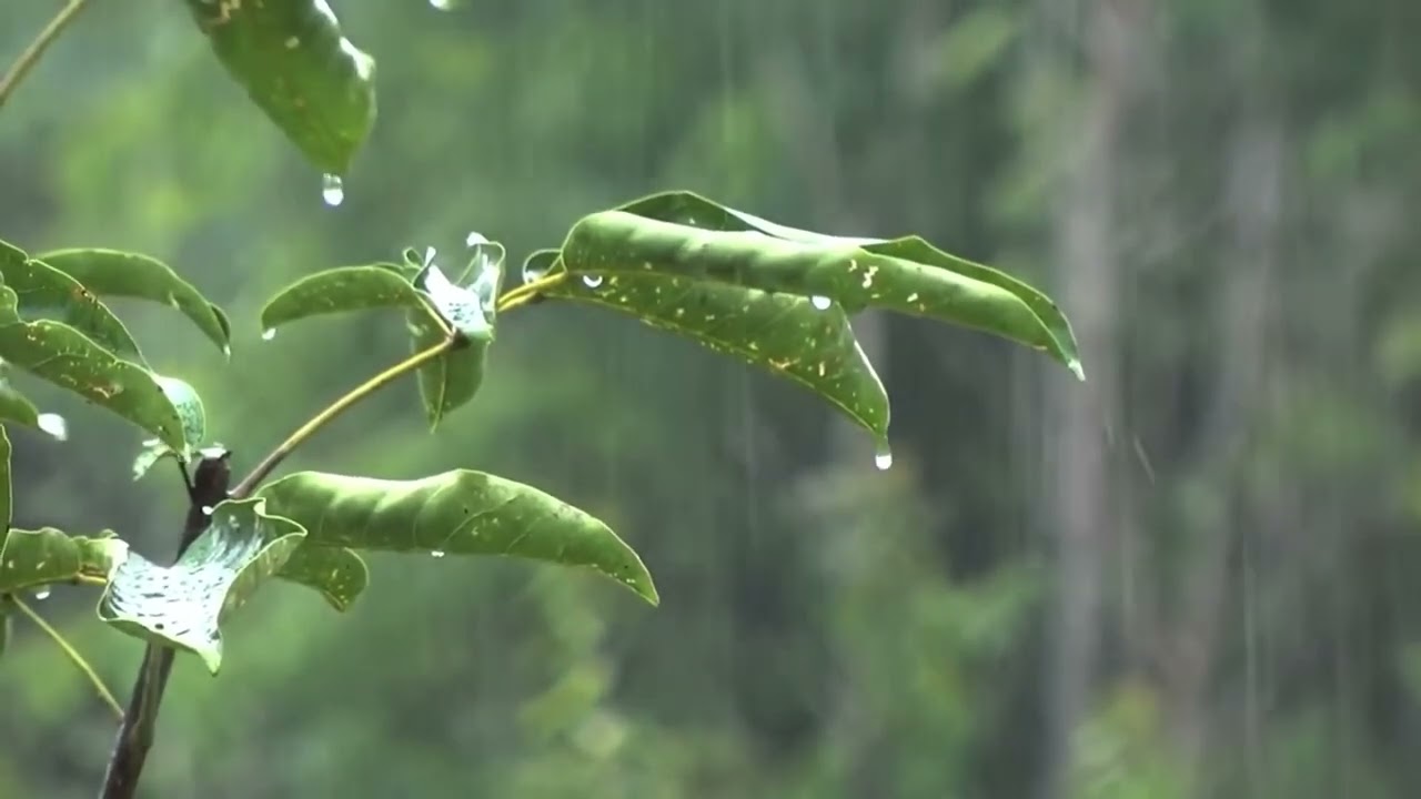 Som de Chuva Leve sem Trovão 🌧 Ideal para Dormir e Esvaziar a Mente