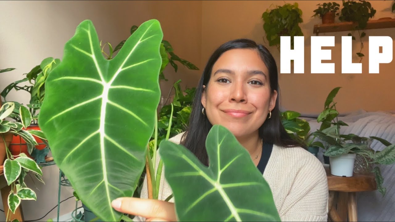 Houseplant Problems | Plants I&rsquo;m Currently Struggling With