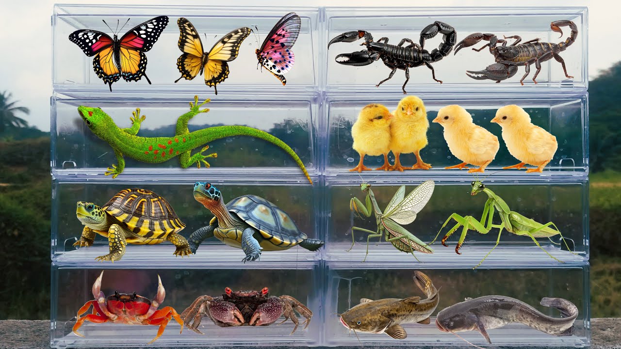 I am hunting for insects in the garden I found a Grass Lizard, Butterfly, Beetle, Chick, Gold Fish..