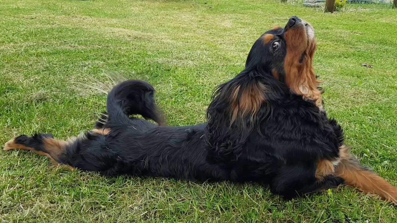 Cavalier King Charles..La balade de Jack