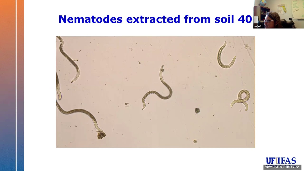 Unveiling Secrets of Microscopic Magicians – Nematodes
