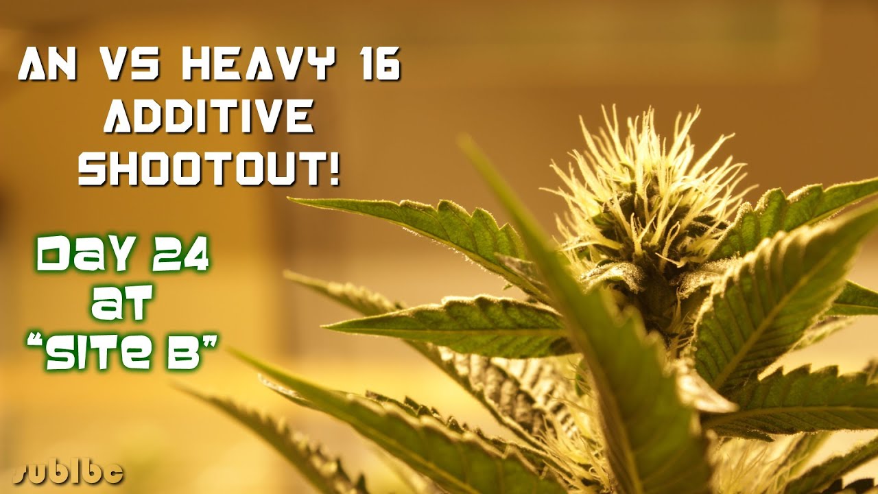 AN vs Heavy 16 Additive Shootout - Day 24 - Site B SFVOG