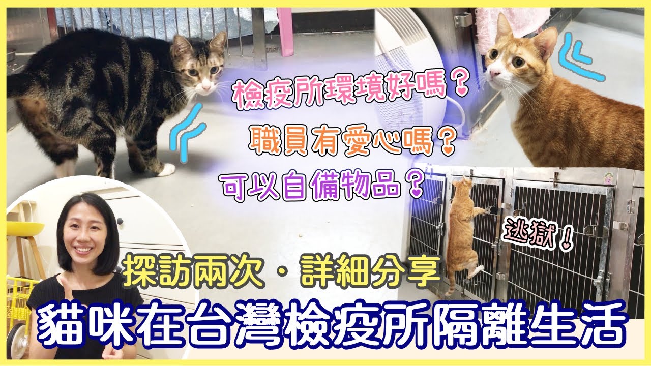 【帶貓移民台灣】貓咪在台灣檢疫所隔離是怎樣的？到犬貓檢疫舍探訪兩次後之詳細分享 | 貓奴與寵物移民紀錄 