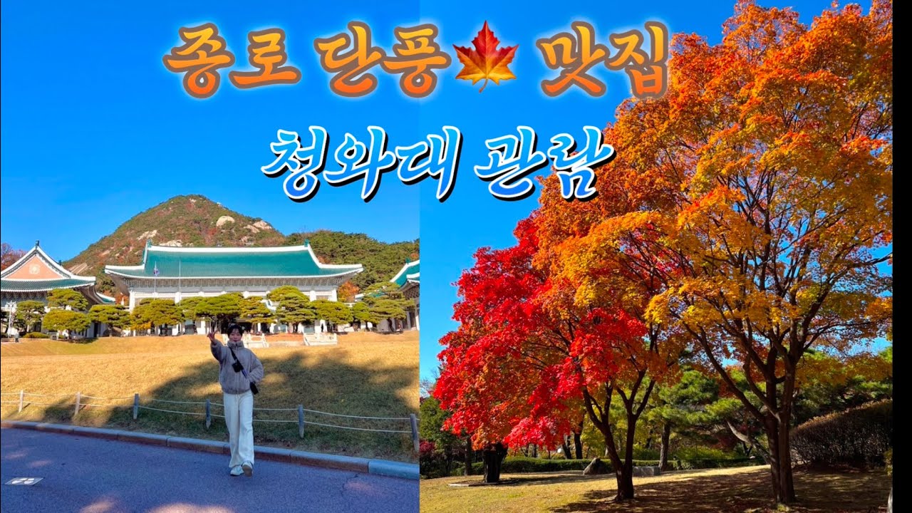 가을의 끝자락! 청와대에서 단풍구경 실컷하고 왔어요🍁