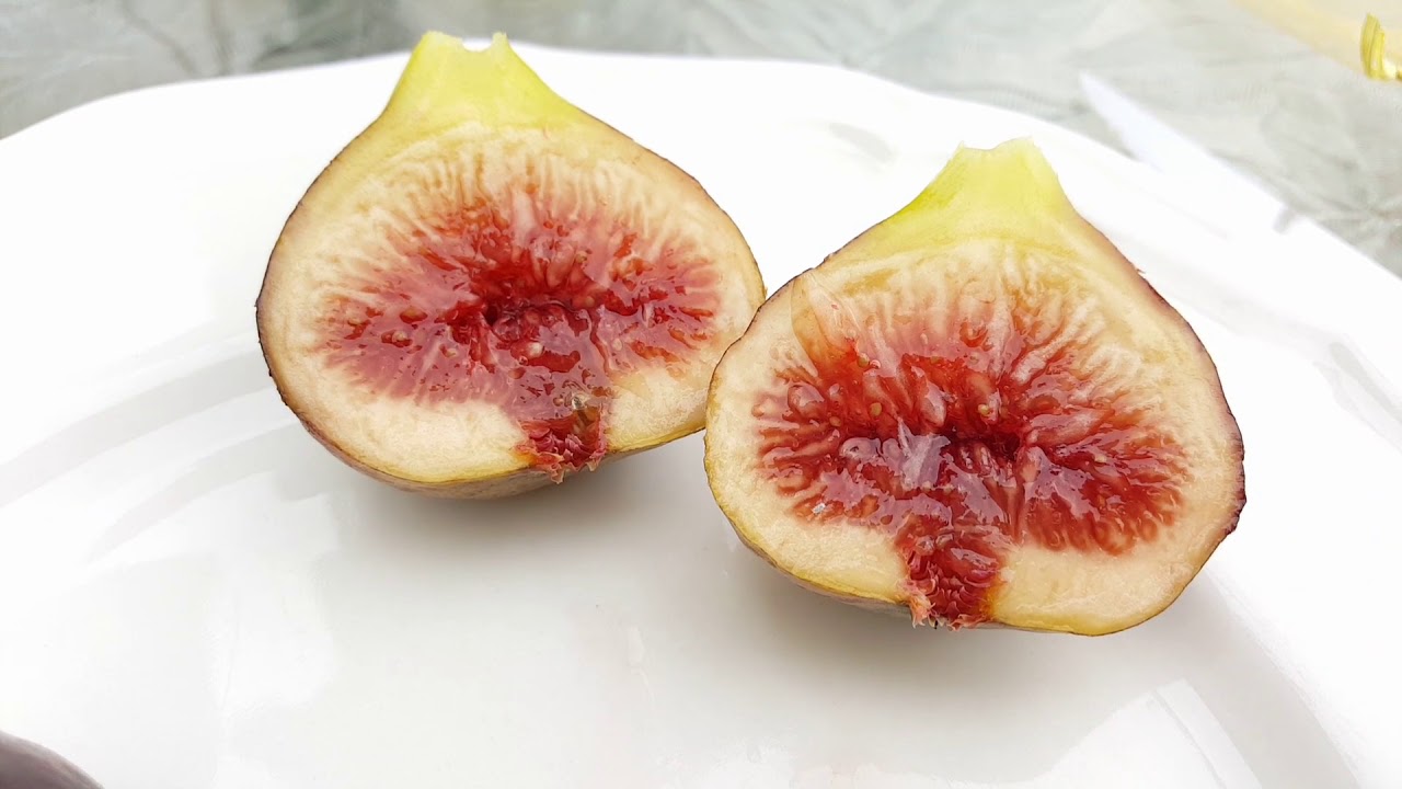 Rob's Genovese Nero vs I-258 Figs