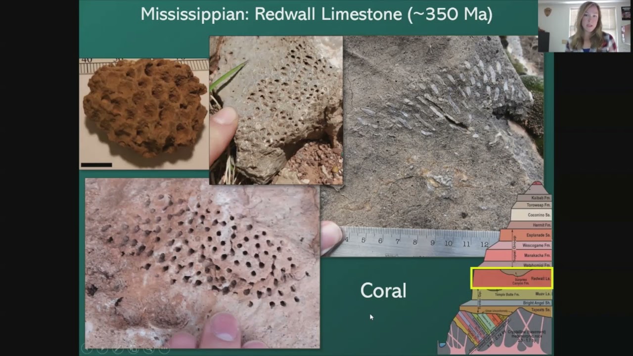 Paleozoic Fossils of Grand Canyon National Park