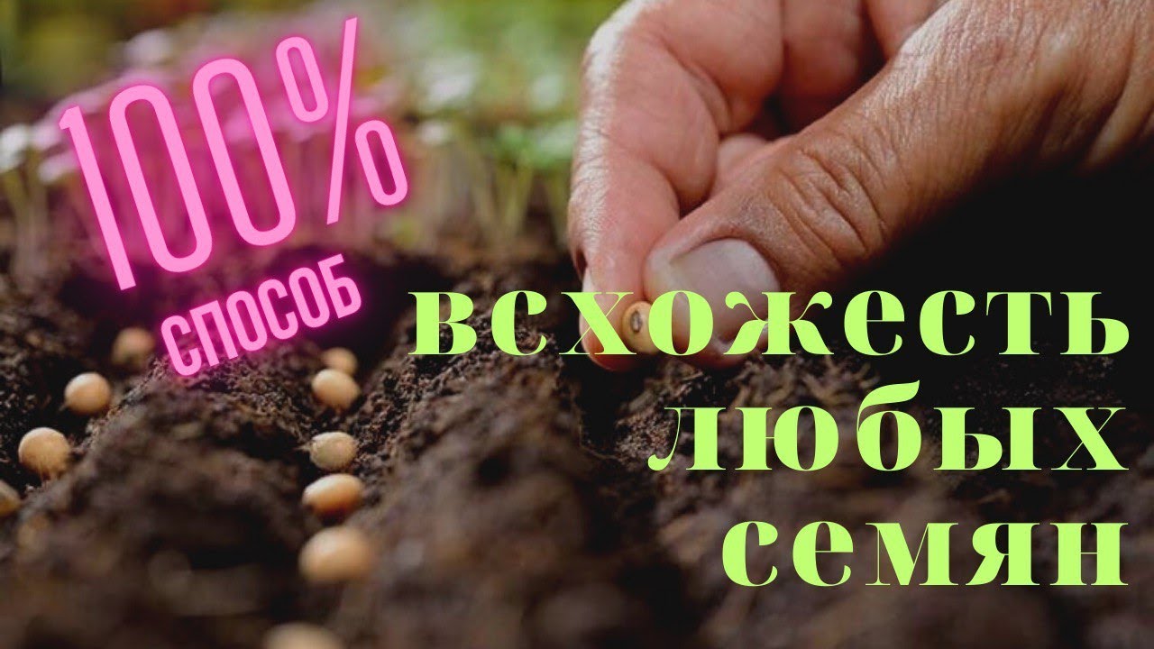 100 % всхожесть семян! Взойдут даже самые туговсхожие семена!