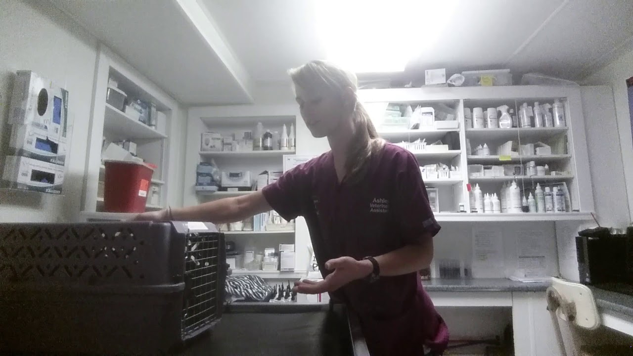 Task 4   Remove Cat from a Carrier