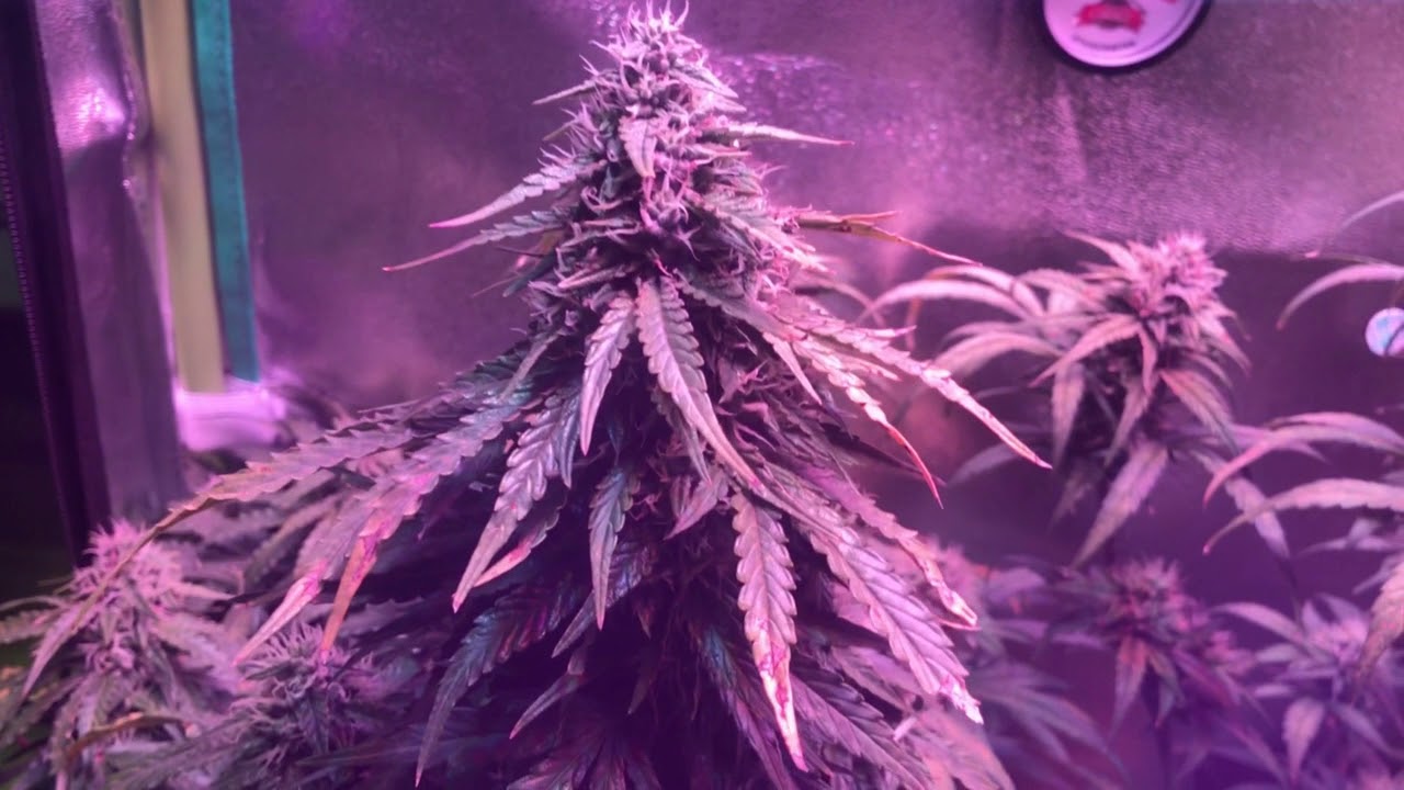 Weekly Garden Update- Kind K3 l600w VS Mars ll 700w Preliminary Results